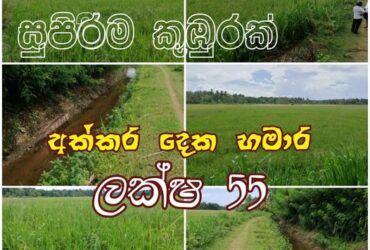 paddy field for sale 55 acres tANGALLE