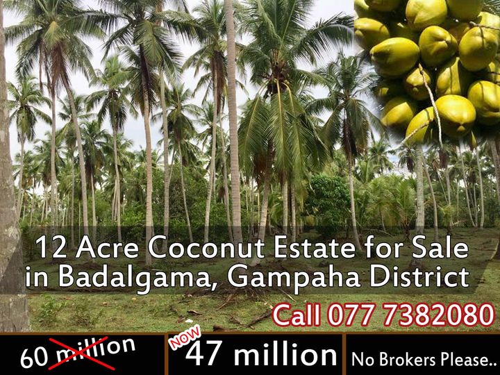 Coconut  Land for Sale in  Badalgama Gampaha District